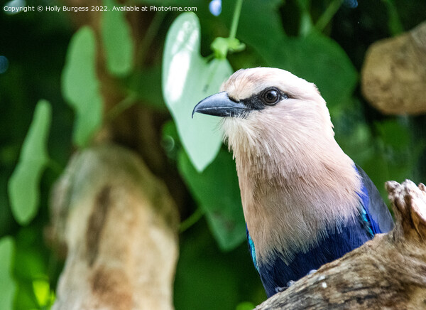 'Indonesian White-Headed Starling: A Portrait' Picture Board by Holly Burgess