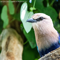 Buy canvas prints of 'Indonesian White-Headed Starling: A Portrait' by Holly Burgess