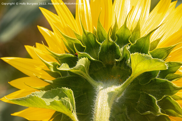 Sunflower Unveiled: A Rear Perspective Picture Board by Holly Burgess