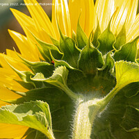 Buy canvas prints of Sunflower Unveiled: A Rear Perspective by Holly Burgess