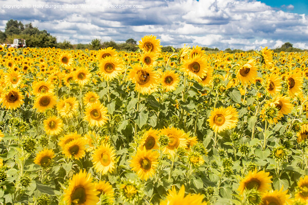 Sun-Drenched Radiance: An Expanse of Sunflowers Picture Board by Holly Burgess
