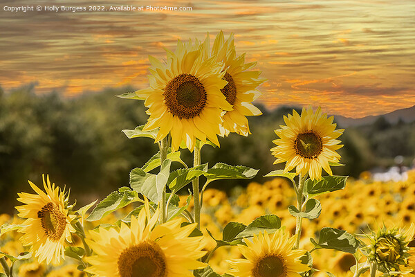 Sunflower Serenade at Sunset Picture Board by Holly Burgess