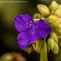 Buy canvas prints of 'Violet Elegance: Tradescantia Pallida Blooming' by Holly Burgess