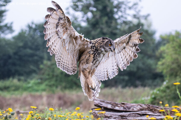 'Eurasian Eagle-Owl: Europe's Predatory Presence' Picture Board by Holly Burgess