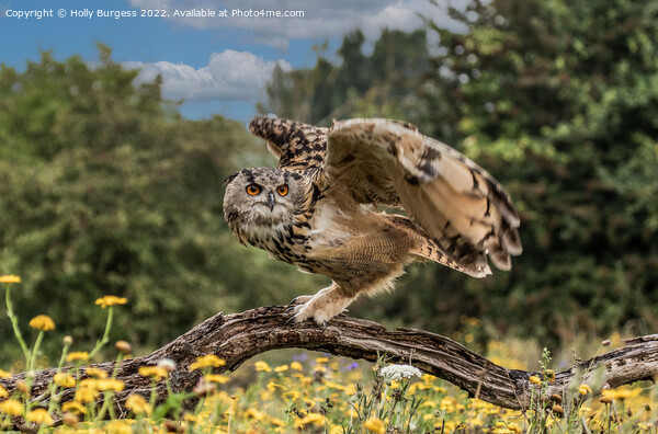 'Eagle Owl's Enthralling Flight' Picture Board by Holly Burgess