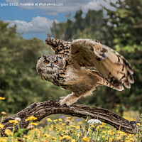 Buy canvas prints of 'Eagle Owl's Enthralling Flight' by Holly Burgess