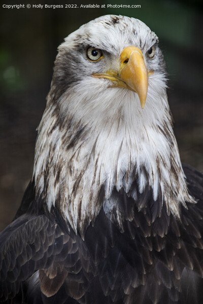 Portrait of Bald  Eagle sitting proud  Picture Board by Holly Burgess