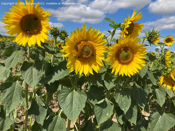 Dancing Sunflowers Under a Summer Sky Picture Board by Holly Burgess