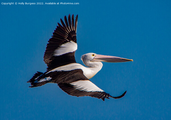 Australia Pelican in flight Picture Board by Holly Burgess