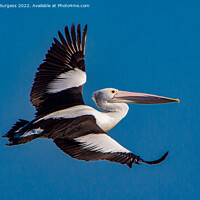 Buy canvas prints of Australia Pelican in flight by Holly Burgess
