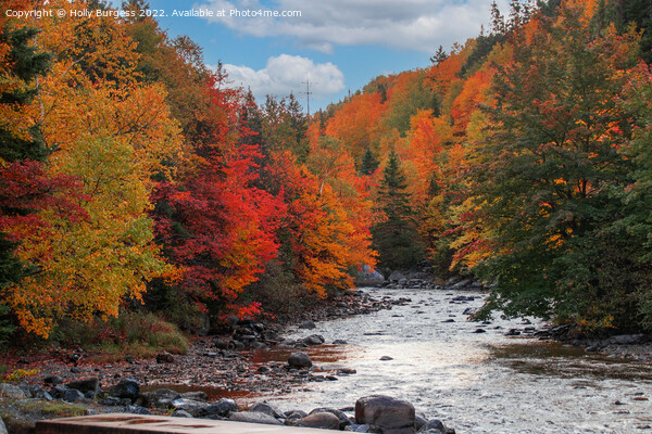 Enchanting Humber River Odyssey, Newfoundland Picture Board by Holly Burgess