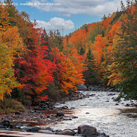 Buy canvas prints of Enchanting Humber River Odyssey, Newfoundland by Holly Burgess
