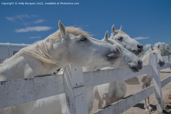 Camargue's Pristine Equine Splendour Picture Board by Holly Burgess