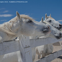 Buy canvas prints of Camargue's Pristine Equine Splendour by Holly Burgess
