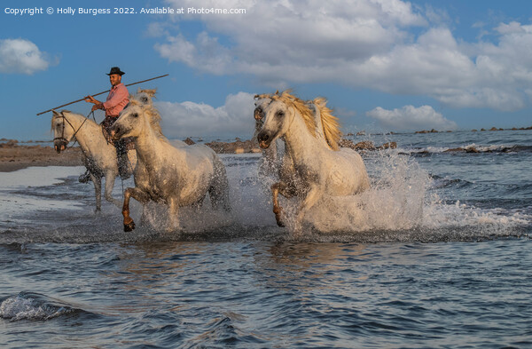 'Seaside Ballet of Camargue Equines' france  Picture Board by Holly Burgess