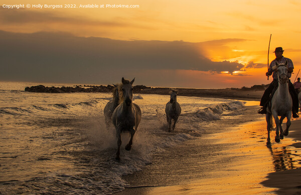 Sunset Serenity: Camargue Horses and Guardians Picture Board by Holly Burgess