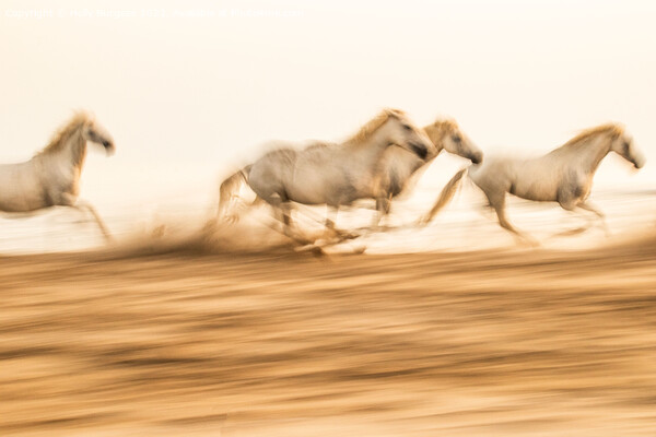 Camargue  White horses galloping in the sand, in France Picture Board by Holly Burgess