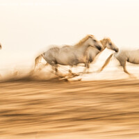 Buy canvas prints of Camargue  White horses galloping in the sand, in France by Holly Burgess
