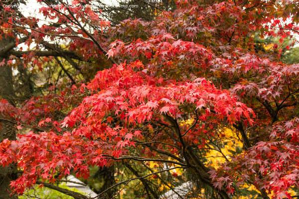 'Japanese Maple's Autumnal Splendour' Picture Board by Holly Burgess