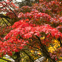 Buy canvas prints of 'Japanese Maple's Autumnal Splendour' by Holly Burgess