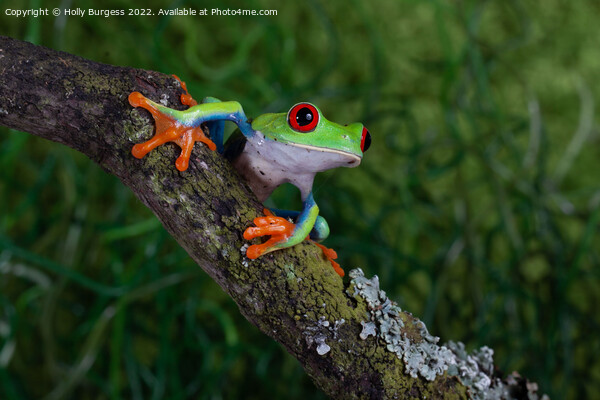 'Riveting Gaze of a Red-Eyed Tree Frog' Picture Board by Holly Burgess
