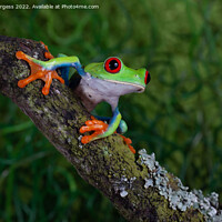 Buy canvas prints of 'Riveting Gaze of a Red-Eyed Tree Frog' by Holly Burgess