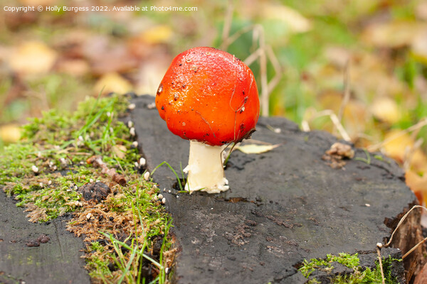 'Enigmatic Amanita: Nature's Toxic Beauty' Picture Board by Holly Burgess