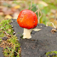 Buy canvas prints of 'Enigmatic Amanita: Nature's Toxic Beauty' by Holly Burgess