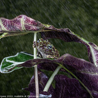 Buy canvas prints of Hidden Marvel: The Vietnamese Mossy Frog by Holly Burgess