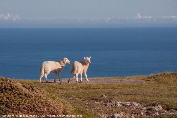 Serene Pastoral: Lambs Overlook Welsh Coastline Picture Board by Holly Burgess
