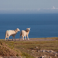 Buy canvas prints of Serene Pastoral: Lambs Overlook Welsh Coastline by Holly Burgess