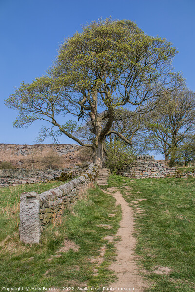 'Pathway to Solitude, Derbyshire' Picture Board by Holly Burgess