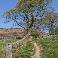 Buy canvas prints of 'Pathway to Solitude, Derbyshire' by Holly Burgess