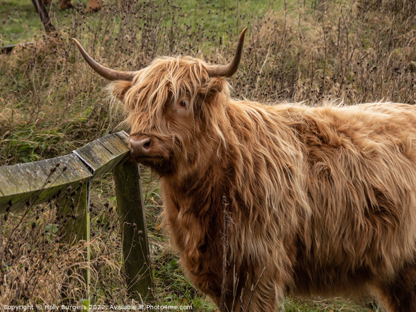 Enchanting Highland Cow in Derbyshire Picture Board by Holly Burgess