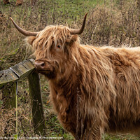 Buy canvas prints of Enchanting Highland Cow in Derbyshire by Holly Burgess