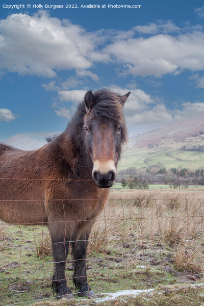 Solitary Equine in Snowy Derbyshire Landscape Picture Board by Holly Burgess