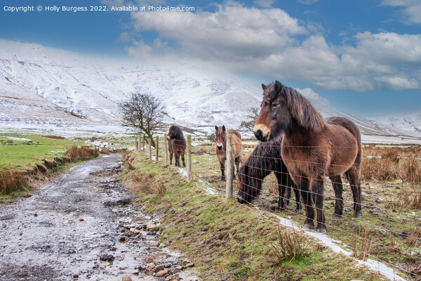 'Whispering Winter: Derbyshire Ponies' Picture Board by Holly Burgess