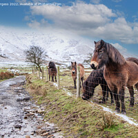 Buy canvas prints of 'Whispering Winter: Derbyshire Ponies' by Holly Burgess