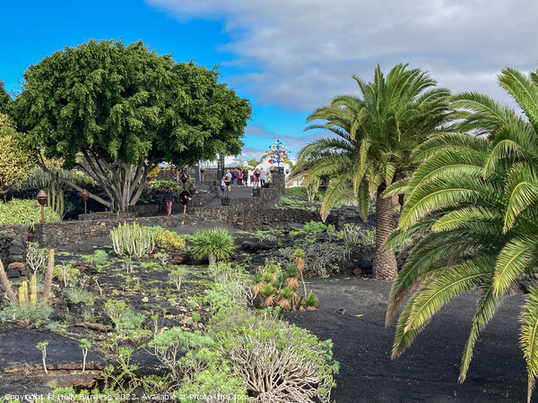 The Jardín de Cactus is a cactus garden on the island of Lanzarote i Picture Board by Holly Burgess