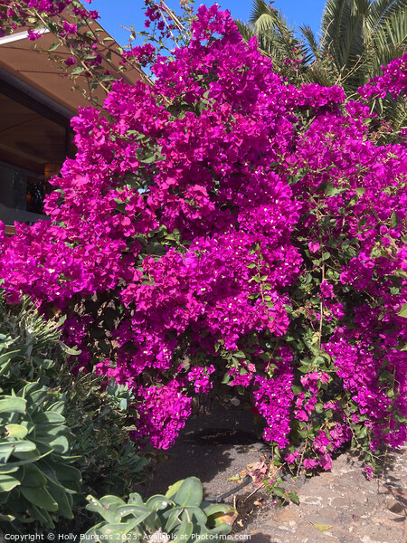 Vibrant Bougainvillea: Nature's Bursting Canvas Picture Board by Holly Burgess