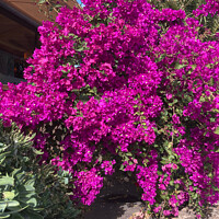 Buy canvas prints of Vibrant Bougainvillea: Nature's Bursting Canvas by Holly Burgess