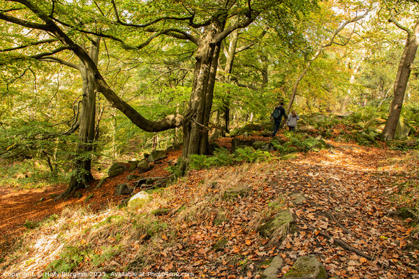 Enchanting Stroll through Longshaw's Natural Splen Picture Board by Holly Burgess