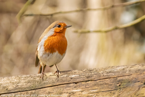 'Radiant Red Robin: A British Favourite' Picture Board by Holly Burgess