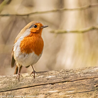 Buy canvas prints of 'Radiant Red Robin: A British Favourite' by Holly Burgess