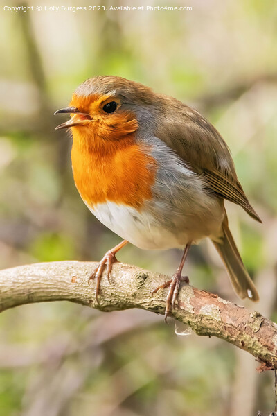 Serenade of the Vibrant Redbreast Picture Board by Holly Burgess