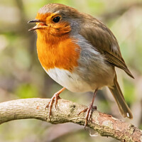 Buy canvas prints of Serenade of the Vibrant Redbreast by Holly Burgess
