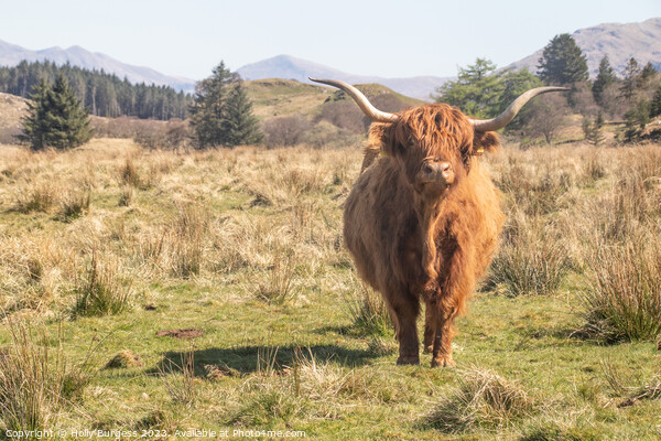 Highland Cattle taken in Ayr Scotland traveling the 500 route  Picture Board by Holly Burgess