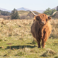 Buy canvas prints of Highland Cattle taken in Ayr Scotland traveling the 500 route  by Holly Burgess