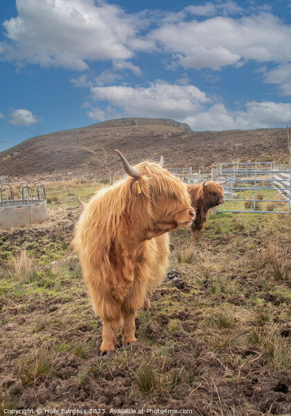 Scottish Highland Cattle: A Rustic Portrait Picture Board by Holly Burgess