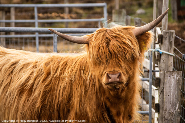 Highland Beauty:Coo  Scotland's Iconic Bovine Picture Board by Holly Burgess